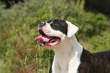 BOULEDOGUE AMERICAIN 404